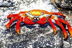 Red rock crab (Grapsus grapsus)