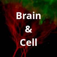 Brain-Cell.png